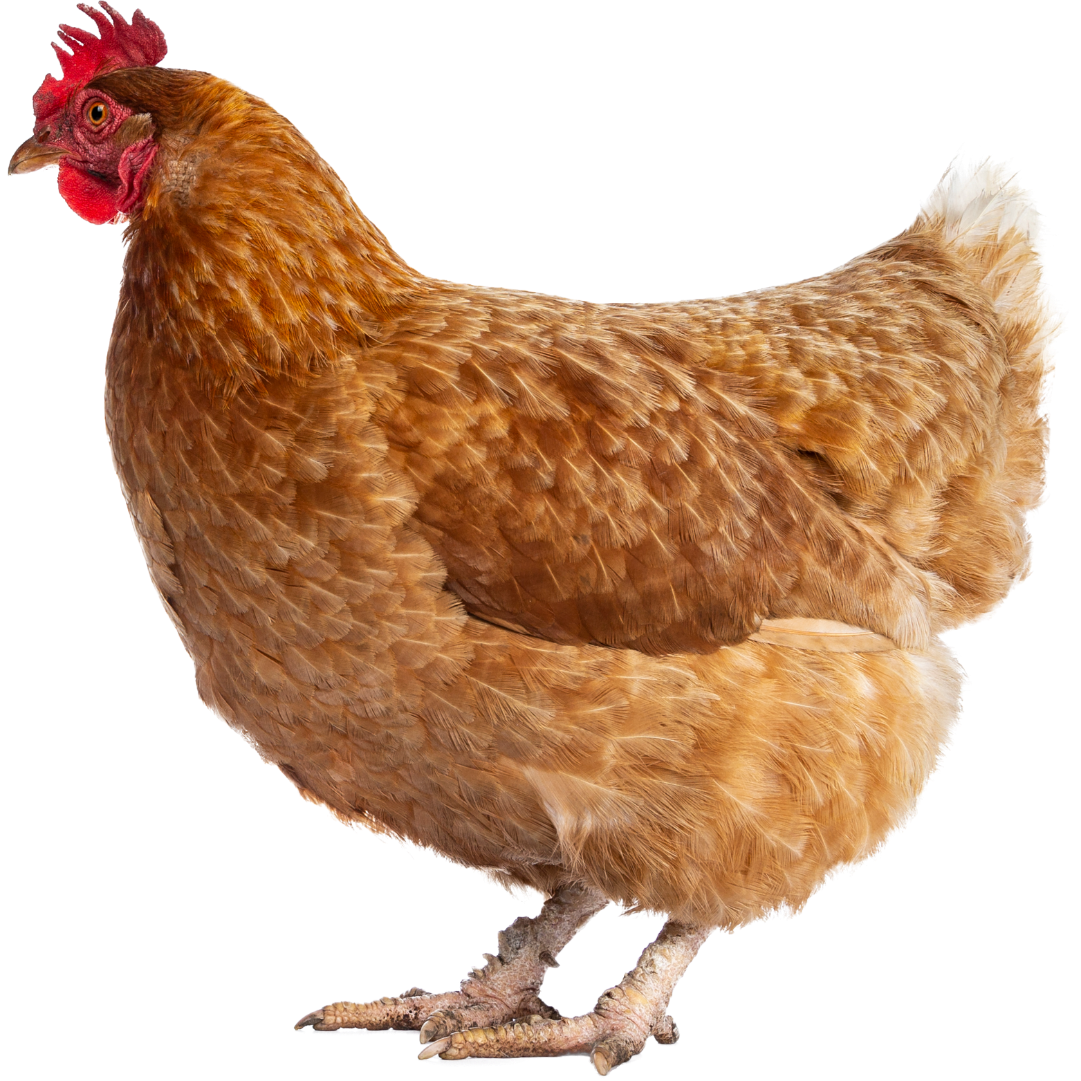 Home ayam petelur sjf